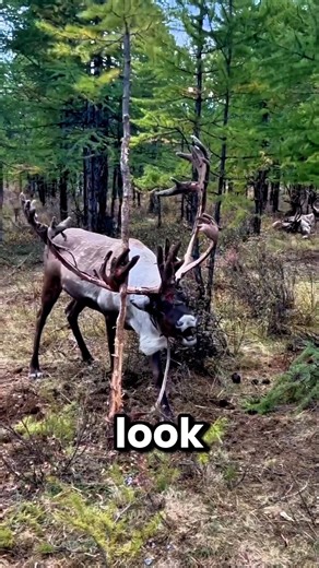 Why Deer Break Off Their Antlers?