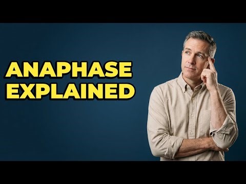 What Defines The Mitotic Anaphase Stage?