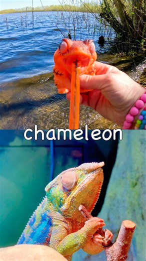 Animal Names for Kids to Learn at the Lake: Chameleon Dog Bear Gorilla Rooster