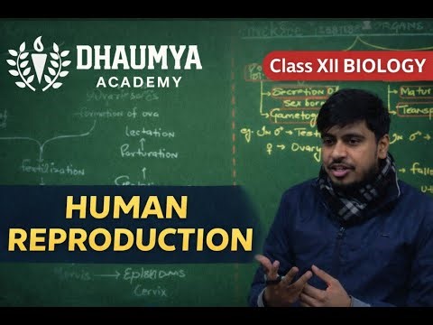 Class XII Biology Lecture- Human Reproduction Pt. 1 | Dhaumya Academy