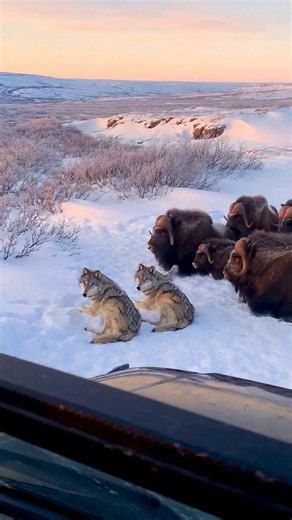 Wolves Face a Massive Bison Herd in the Frozen Wilderness! 🐺❄️