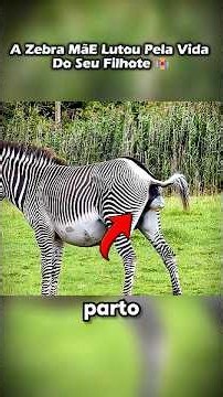 O Nascimento Mais Difícil De Uma Zebra
