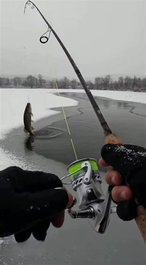 Unbelievable Pike Attack: A Shocking Display of Power