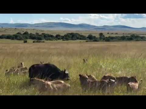 lucky buffalo save by hyenas coming to distract lion pride attack video 