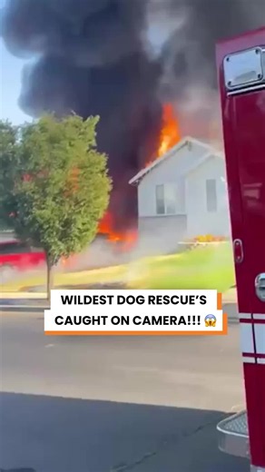 These Incredible Dog Rescues Were All Caught on Camera… And Some Are Almost Too Crazy to Believe 😱 #dogrescue #rescue #animalrescue #rescuevideo #dogvideos @arkbykomi @San Antonio Water System via ARK Media @karwally