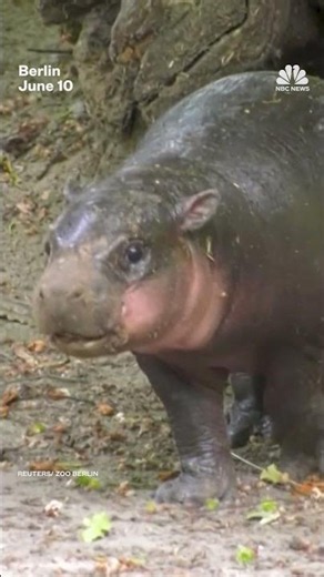 Rare baby hippo makes appearance at Berlin Zoo