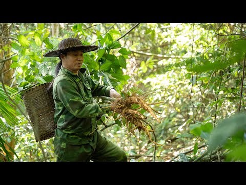 Harvesting Wild Ginseng, Fishing, and Enjoying Yam: River Survival | EP.520