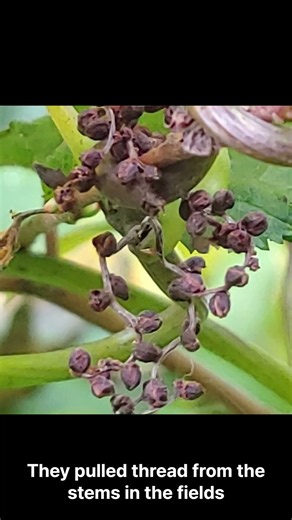 October 20 Birth Flower: Hemp 🌿 Destiny & Connection #BirthFlower #Hemp #Shorts #daily flower