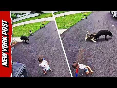 Incredible Moment Heroic Husky Stands Between Toddler and Charging Bear