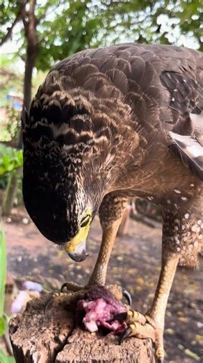 #Hawk #Eagle #Owl #Wildlife #Animal #EagleHawkOwl hawk vs snake, Owl vs snake fight, Eagle Vs Snake,