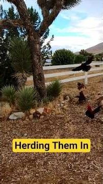 Raven assisting in bringing chickens home. #Raven #chicken