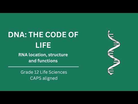 RNA Location, Structure and Function | Grade 12 Life Sciences CAPS