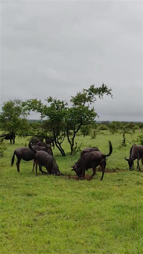 See the wildebeest bulls battling the ground, carving mud with their piercing horns - a primal act to vent their fury and balance their surging testosterone #wild #life #story #wildlife #epic #nature #animals #amazing | African Bush Kingdom