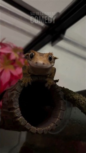 Angry Gecko Attacks the Camera! 🦎😂