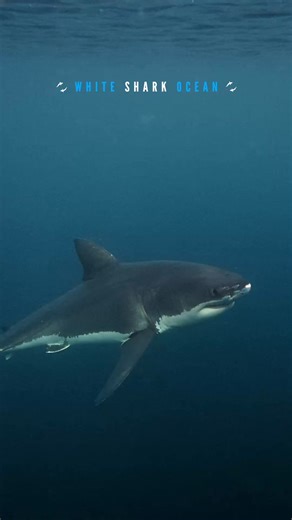 Great White In The Clear Water Of New Zealand | White Shark Ocean