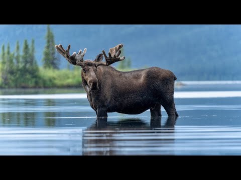 From the Mountains to the Sea: Discovering Alaska’s Denali & Kenai Fjords • Daily Dose of Nature