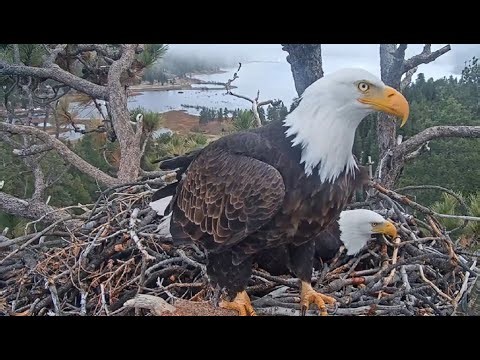 JACKIE PANCAKES 3 TIMES & SHADOW ONCE! JACKIE & SHADOW ARE GETTING THE NEST READY! 💖 FOBBVCAM 1.2.26