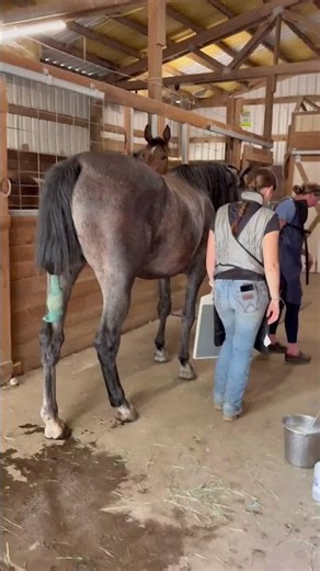 The Wound Was Serious… But Thankfully, Azure Still Has Hope #horse #rescue #rescuehorse