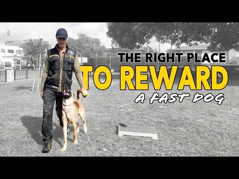 Reward your Dog Correctly to Avoid Problems Later - FOCUS HEEL POSITION