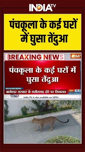 Haryana Panchkula leopard | पंचकूला के कई घरों में घुसा तेंदुआ #breakingnews #viralshorts #terror