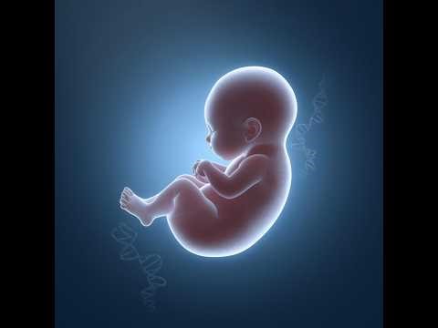 The Embryological Rule of 2s: Week 2 of Human Development
