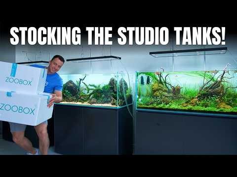 FISH SHOPPING FOR THE NEW STUDIO! Three 4ft Tanks Fully Stocked!