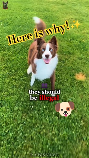 Cutest Dog Breeds That Will Melt Your Heart 💕 #puppies #cute #shorts