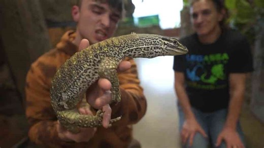 They call it an Australian collection... but some of these animals can kill you