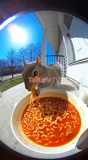 Squirrel Transforms After One Bite 💥🌶️ 🚨 DISCLAIMER (PLEASE READ): This video is 100% AI-generated. No real animals were used, harmed, or present in the creation of this content. Everything shown is fictional and created purely for entertainment. Meet Fluffshock — a tiny porch squirrel who thought a bowl of Buldak ramen would be a light snack. Captured in ultra-realistic daytime doorbell cam POV, Fluffshock starts off cool and confident, slurping spicy noodles like it’s no big deal at all. Wh
