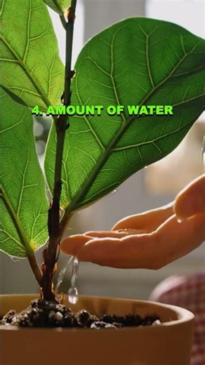 9 Secret Tips for Healthiest Fiddle Leaf Figs #shorts #gardeningtips