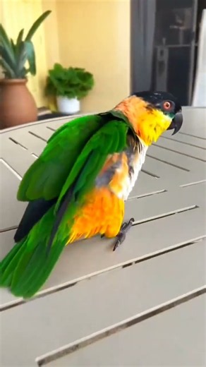 Bird Wonders: Amazing Performances & Conservation
