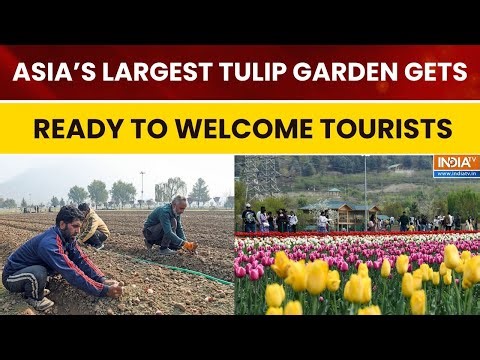Kashmir Prepares for 2026 Tulip Show | Asia’s Largest Tulip Garden Ready for Spring Tourists