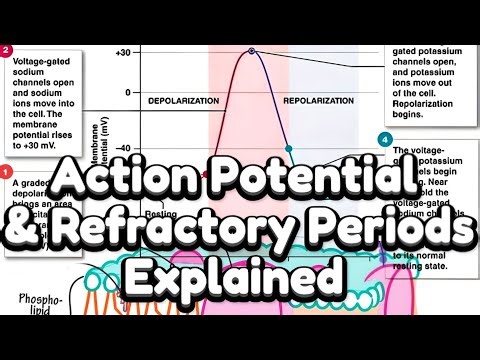Action Potential, Depolarization, Repolarization, Refractory Periods & RMP • شرح جهد الفعل كاملاً