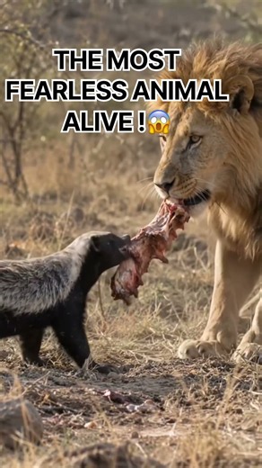 LION IS CONFUSED - NO ONE DOES THIS! HONEY BADGER PULLS HARDER! 🦡🔥