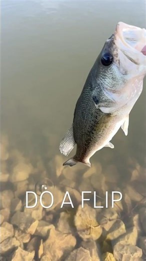 Bass Catch and Release 🎣