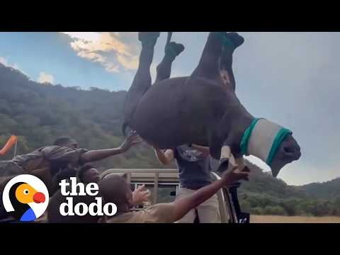 Baby Rhino Airlifted To Safety In The Wildest Rescue | The Dodo