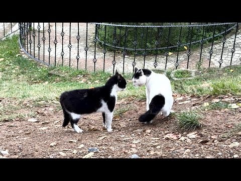 Very angry cats gathered together to fight.
