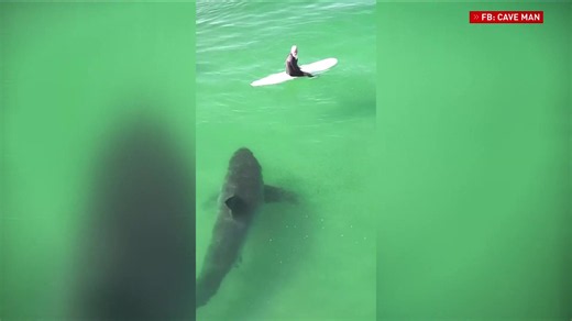 Great White Shark Sighting Near Surfers in Oceano, CA