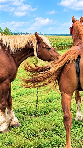 Stallion Faces the Herd 🐎😲 | Amazing Horse Behavior