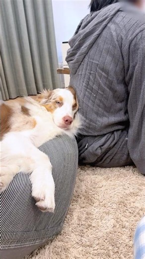 クッションでダメになってる犬が可愛すぎる😂【オーストラリアンシェパード・ボーダーコリー】#shorts