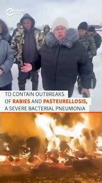 Rare Wartime Protests Hit Russia Over Mass Cattle Cull