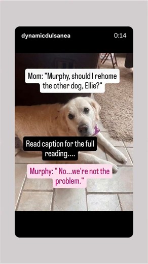 This dog's honest answer about rehoming her sister #dogsisters #relatable