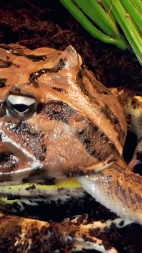 Did You Know Pac-Man Frogs Can Eat Snakes?! 🐍👀🐸 #animals #frog #amphibian #wildlife #fyp