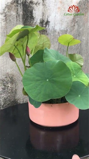 Lotus pots for balconies and window