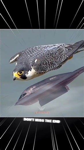 || Fastest Bird in the World |🔥Peregrine Falcon Speed 389 km/h 🦅