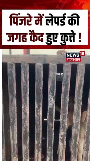 #shorts : पिंजरे में लेपर्ड की जगह कैद हुए कुत्ते ! Viral Shorts | Breaking News | N18S | Viral News