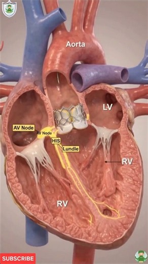 They Replaced a Heart Valve Without Opening the Chest! 😱❤️ | TAVR Explained