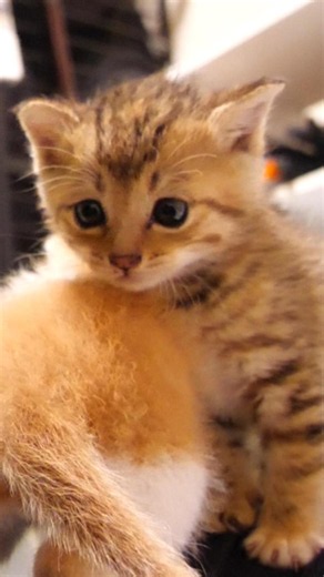 足を滑らせてニャルルと鳴く子猫さん【赤ちゃん猫 保護猫】 #gatto #kitten #子ネコ #cat #好きな子猫 #エウレカねこ部 #cute #子猫 #meow #保護猫