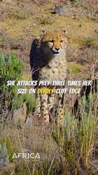 Cheetah Hunts Giant Kudu #wildlife #shorts #animals #wildlifefacts #animalfacts