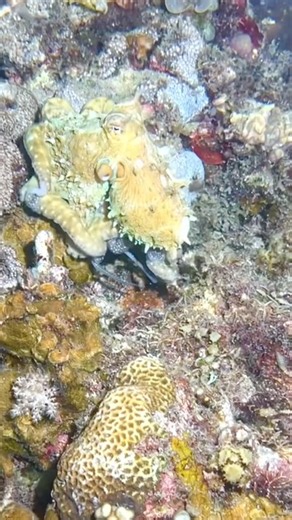 Medium 🐙 Octopus Bohol Sea
